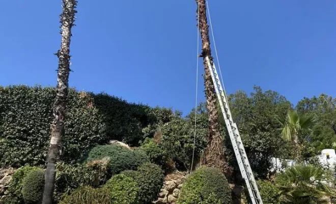 Élagage de palmiers, Golfe de Saint-Tropez, VPServices