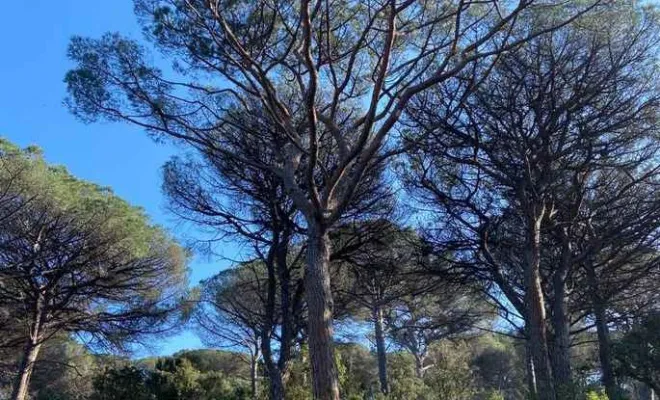 Élagage de pin parasol, Golfe de Saint-Tropez, VPServices